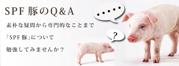 豚のトリビア　豚の豆知識を紹介